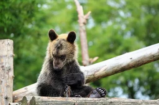 【画像】子クマ「ねぇ、人間さん、僕は『害獣』なの……？」