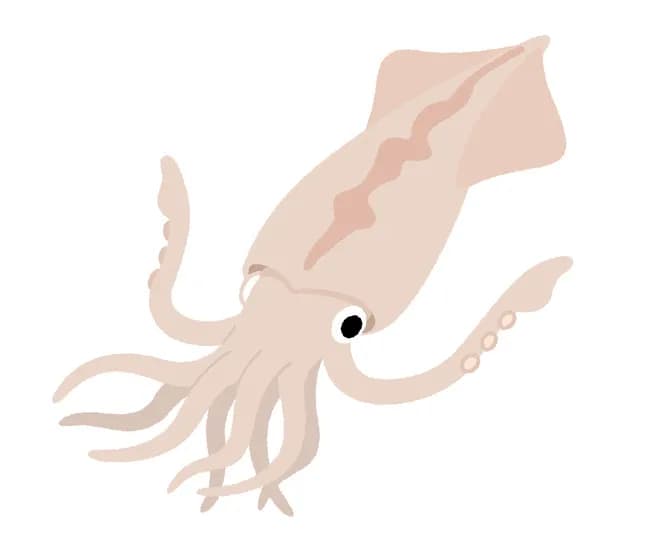 ダイオウイカ「体長10m超えますが寿命は2～3年です」