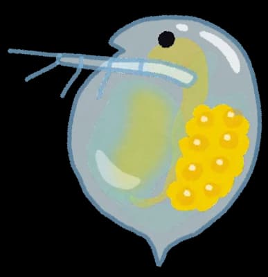 【朗報】最強生物ミジンコ、敵を感知すると角を生やして臨戦態勢を取る