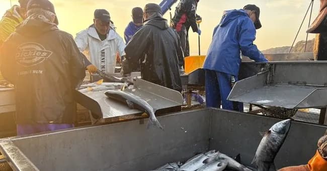 サケ、故郷に帰れず漁獲7割減　イクラも最高値で海鮮丼に影響