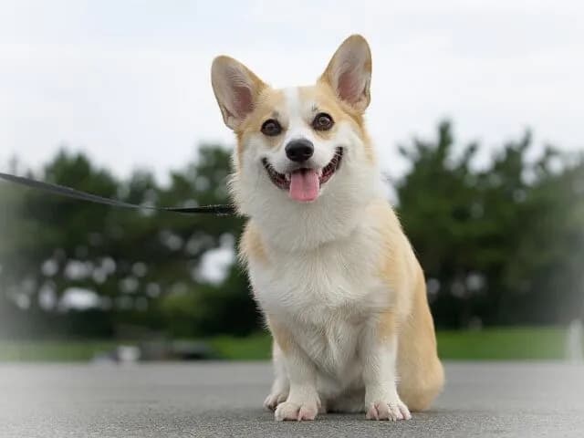 【急募】犬飼ってる人