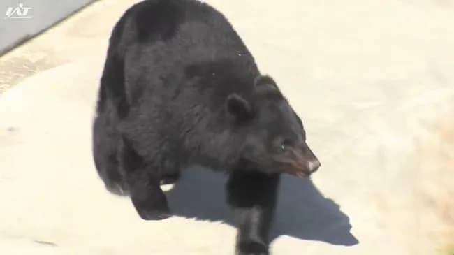 北上市・温泉施設で行方不明の男性の遺体発見か　クマは射殺【岩手】