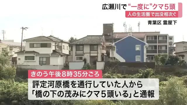 広瀬川河川敷で“一度に”クマ５頭出現