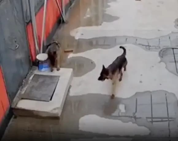 【動画】犬さん、穴に落ちるｗｗｗｗｗｗｗｗｗｗｗｗｗ