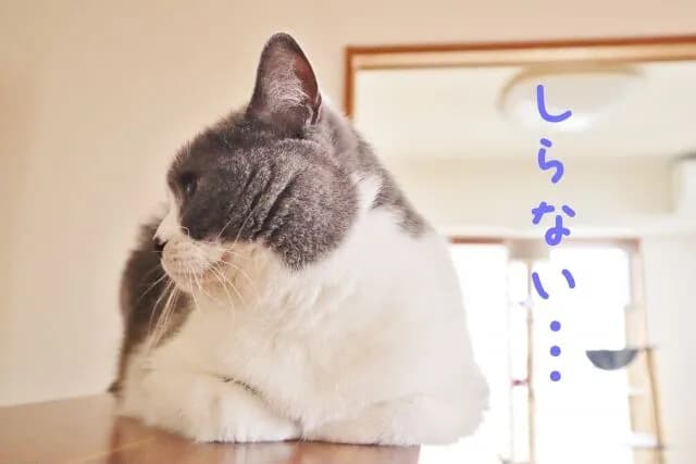 猫に好かれる方法教えてくれ