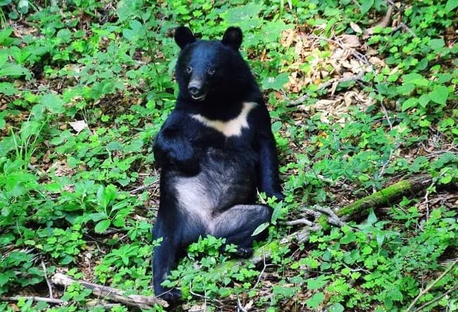 【悲報】クマさん、お米の味を覚えてしまったか！？