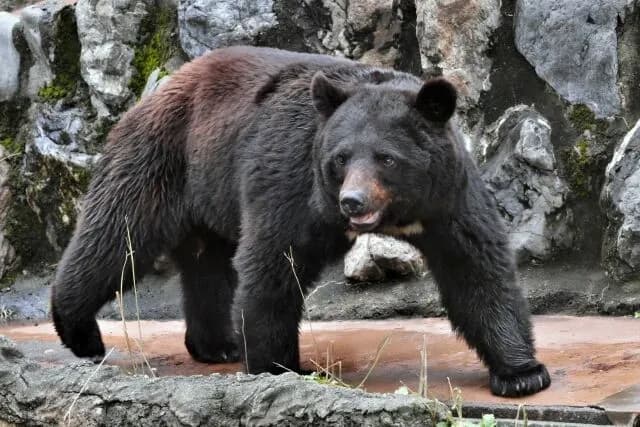 【悲報】秋田「助けて！クマ1,000頭以上捕獲してるのにまだまだ人が襲われてるの！」