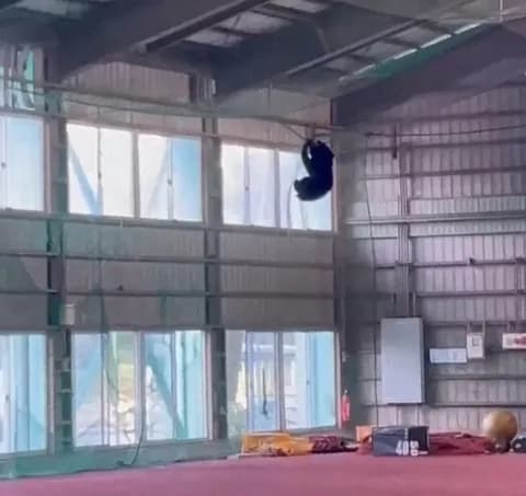 クマ、野球部の屋内練習場でやりたい放題ｗｗｗｗwｗｗｗｗｗｗｗｗｗｗｗｗｗｗｗｗｗｗｗｗ