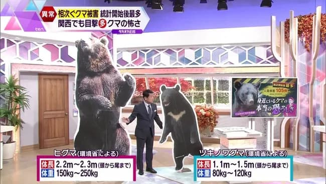 【画像】ツキノワグマ、意外と小さい事が判明。これならG民でも頑張ったら勝てそう