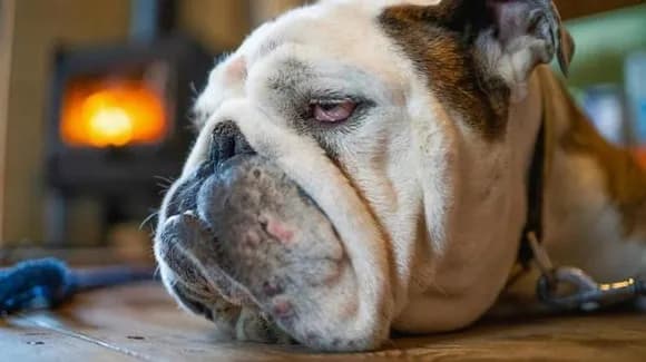 【疑問】ブルドッグとかいうブッサイクな犬を進んで飼うやつって何が楽しいの？ｗｗｗｗｗｗｗｗｗｗｗｗｗｗｗｗ