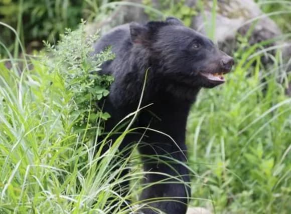 【悲報】ツキノワグマ狩り、時給1500円ｗｗｗｗｗｗｗｗｗｗｗｗｗｗｗｗｗｗｗ