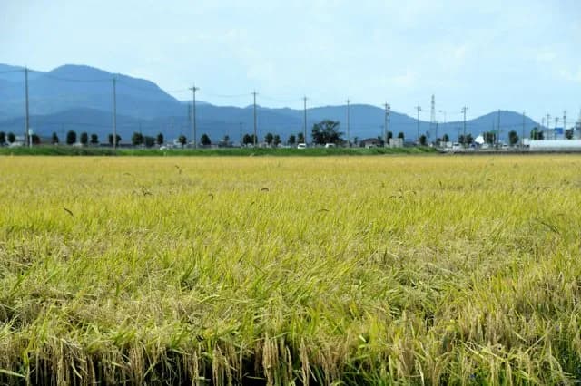 高市早苗、2026年産のコメ減産を正式に決定、石破から転換ｗｗｗｗｗｗ