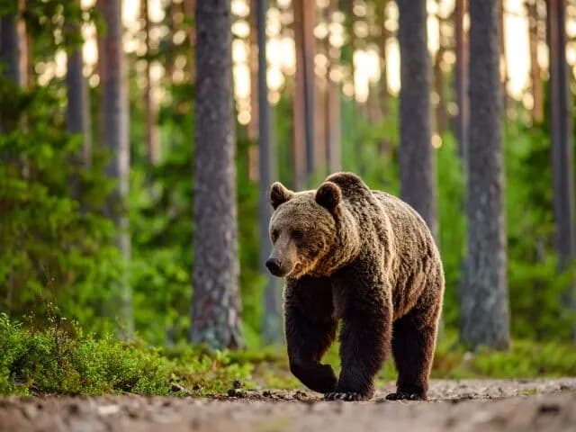 なんでこんなクマ多いの？