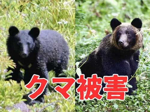 【また秋田】新聞配達中の７７歳男性、クマに襲われる