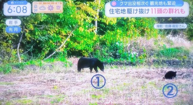 【悲報】くまちゃん1つの畑に11頭出没してしまう