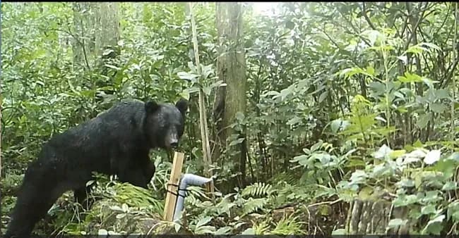 クマサン、九州侵略へｗｗｗｗ