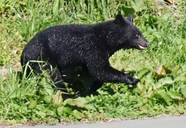 13日から熊の駆除に警官によるライフル使用が可能に