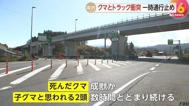 三陸道でクマとトラック衝突　死んだクマは成獣か…子グマ2頭が数時間とどまり続け