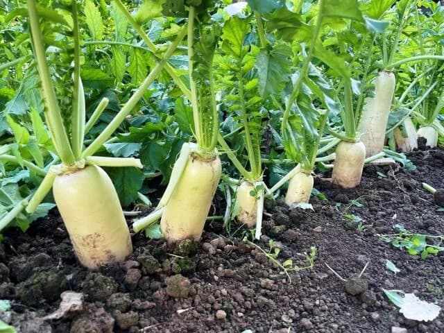 「大根」「ジャガイモ」「白菜」「キャベツ」←こいつら栽培するだけで食費かなり節約できるという事実