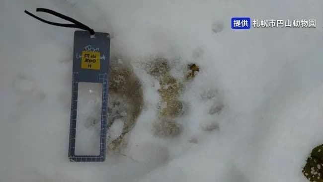 【札幌】円山動物園 ヒグマらしき足跡