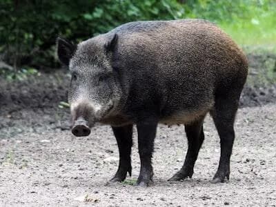 【画像】クマサン、イノシシと仲良く畑の作物を食べまくるｗｗｗｗｗｗｗｗｗｗｗｗ