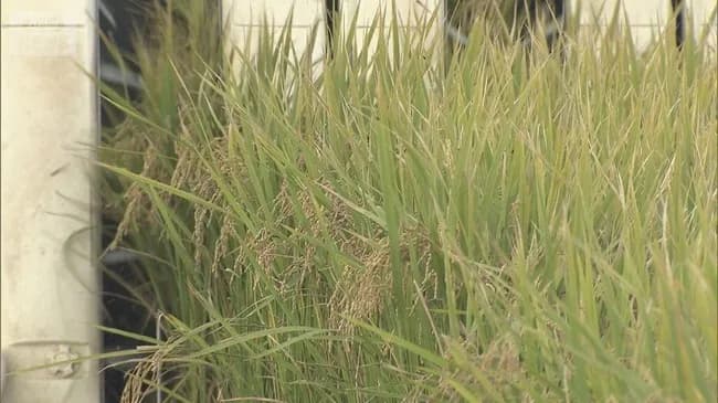 【悲報】コメ業界「助けて！新米の価格吊り上げ過ぎて新米が売れないの！」