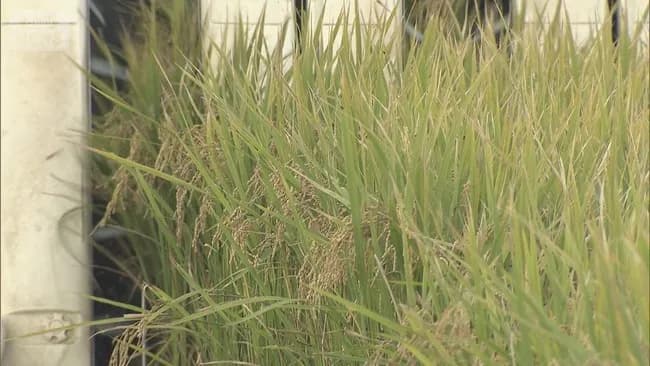 【朗報】新米さん、値上げし過ぎて全く売れず在庫の山へ♥