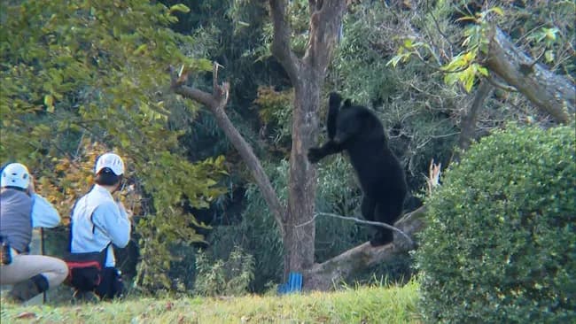 最近のクマ、死んだフリ作戦でハンター返り討ち・・・・・