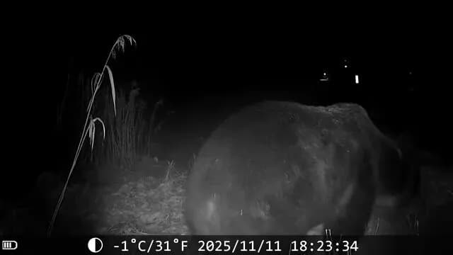 『400キロの巨大クマ』雪降る中に出没…300キロの箱わなを前足で押し倒し姿を消す〈北海道苫前町〉