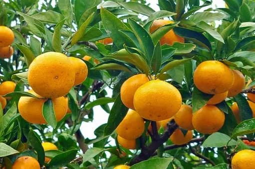 【疑問】ミカンの木「一本だけで毎年約１０００個のミカンを収穫できます」←これを庭に植えない理由ｗｗｗｗｗｗｗｗｗｗｗｗｗｗｗｗ