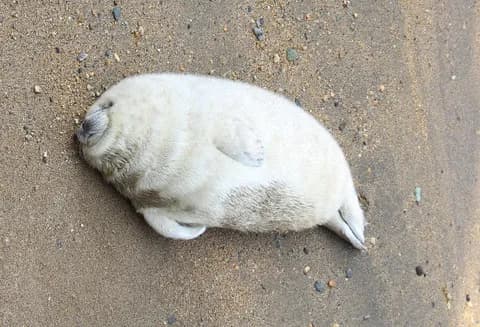 【動画】アザラシとかいうクッソかわいい生き物