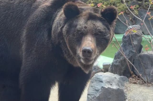 400キロのヒグマvs人間（裸、素手）