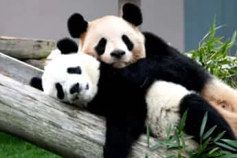 【悲報】上野動物園のパンダ、中国への返還期限まで3ヶ月、レンタル延長なしへ