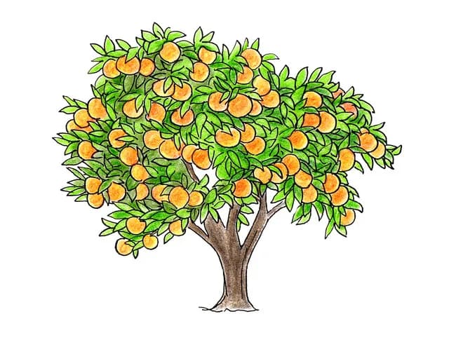 福岡でミカンの木に逆さ吊りの死体