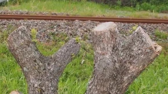 【悲報】　撮り鉄、撮影のために私有地の木を勝手に切ってしまう・・・