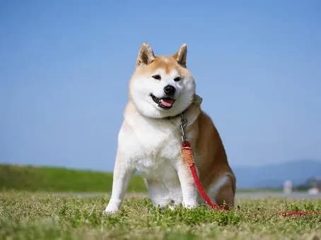 【謎】柴犬を飼う人、多すぎるｗｗｗｗｗｗｗｗｗｗｗｗｗｗｗｗ