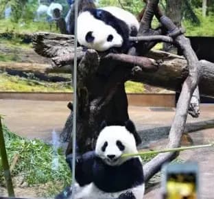 【悲報】中国、ついに切り札を切る「日本にいる全てのパンダを全部引き上げます」・・・・・・