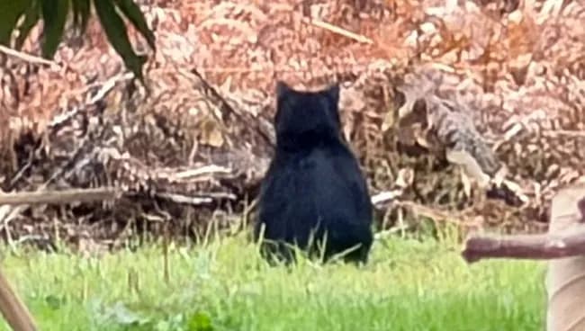 2歳保育園児「くまちゃんいた！」保育士「ワンちゃんだねぇ～ネコちゃんだねぇ～」