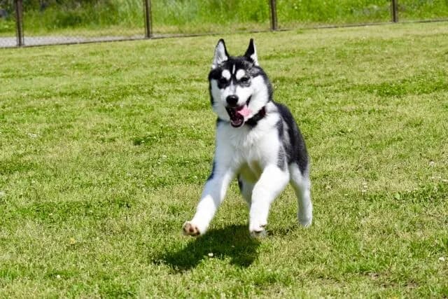 シベリアンハスキーって見た目狼で強そうなのに他の犬に吠えられてビビってる動画よく見るけど
