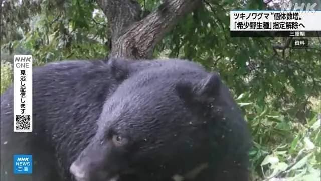 三重県、ツキノワグマ希少種指定解除　 来月に管理計画策定