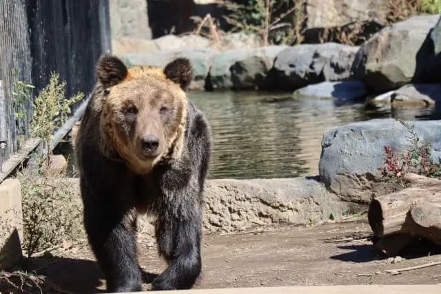 ヒグマと戦わせたい生き物