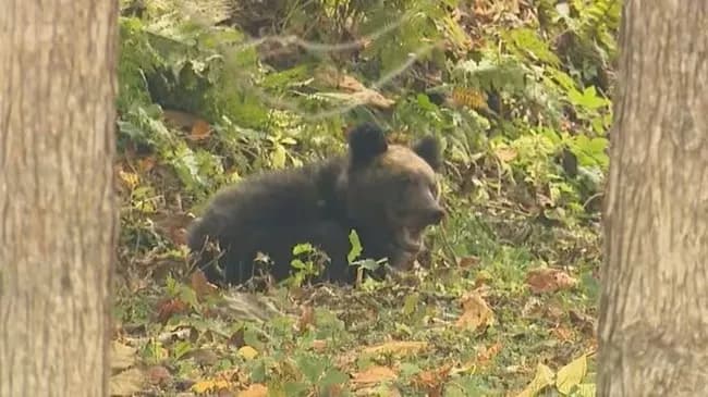 【ヒグマ】焼却施設が限界　駆除数17倍で処理に追われる　作業追いつかずに腐敗、埋めるケースも