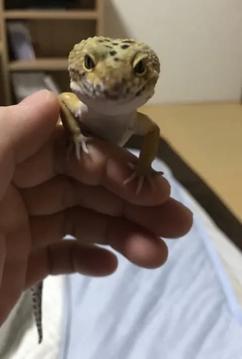 ワイの飼っているトカゲ、可愛い www