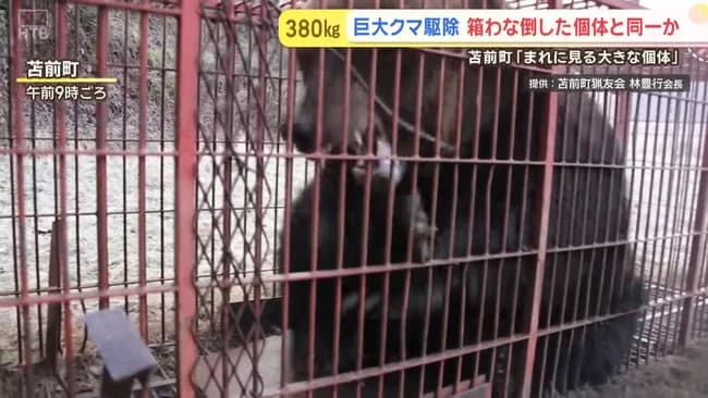 先日捕獲された体重約400kgのヒグマがヤバすぎて草ｗｗｗｗｗｗｗｗｗｗｗｗｗｗ