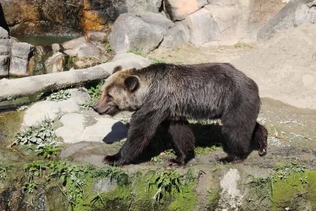 ヒグマってデケぇな