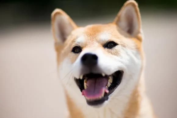 【朗報】イッヌ、きゅうりを美味しそうに食べるｗｗｗｗｗｗｗｗｗｗｗｗｗ