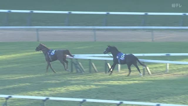 ジャパンカップ、めちゃくちゃ…　空馬のアドマイヤテラがレコードで爆走　マスカレードボールとダノンデサイルも落馬