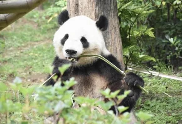 【悲報】中国の制裁で日本崩壊するｗｗｗｗｗｗｗｗｗｗ