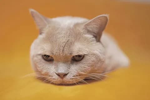 ワイのために猫画像を貼るスレｗｗｗ