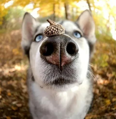 イッヌ、お馬鹿だった